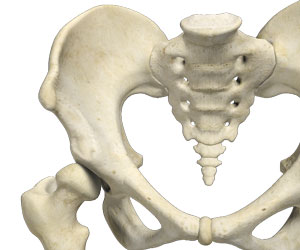 Adult Hip Dysplasia