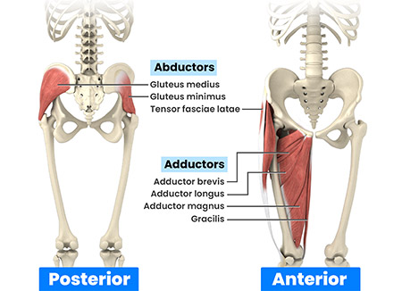 Hip Flexor And Adductor Exercises Infoupdate Hip Flexor And Adductor Exercises Infoupdate