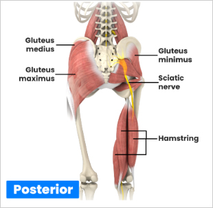 hamstring-thigh image