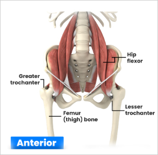 hamstring-thigh image