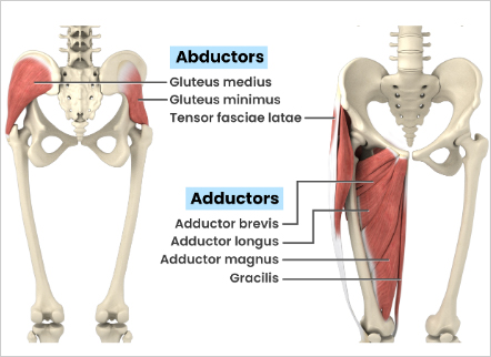 Hip Groin image